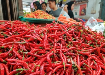 Menjelang Lebaran, Pemko Tanjungpinang Bakal Panen 1,5 Ton Cabai dari 9 Kelompok Tani Lokal