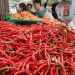 Menjelang Lebaran, Pemko Tanjungpinang Bakal Panen 1,5 Ton Cabai dari 9 Kelompok Tani Lokal