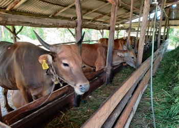 Tanjungpinang Punya Stok 120 Ekor Sapi dari 3 Kelompok Peternak, Robert: Mencukupi sampai Lebaran