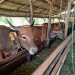Tanjungpinang Punya Stok 120 Ekor Sapi dari 3 Kelompok Peternak, Robert: Mencukupi sampai Lebaran