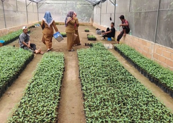 DKPPH Kepri Salurkan 28 Ribu Bibit Cabai untuk Masyarakat Tanjungpinang
