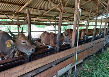 Siapkan 1000 Ekor Sapi, Pemko Tanjungpinang Pastikan Stok Hewan Kurban Cukup untuk Idul Adha