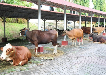 Sebanyak 14 Sapi dan 12 Kambing, BP Batam Gelar Pemotongan Hewan Qurban
