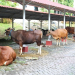 Sebanyak 14 Sapi dan 12 Kambing, BP Batam Gelar Pemotongan Hewan Qurban
