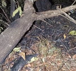 Pohon Tumbang di Jalan Batu 12 Menimpa Anak Berumur 4 Tahun & Keluarganya