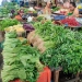 Panen Melimpah, Harga Sayur Mayur di Tanjungpinang Terjun Bebas