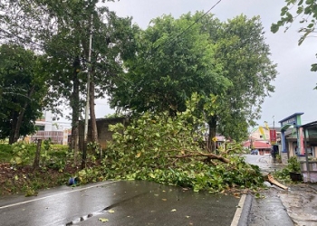 Waspada Angin Kencang, Sejumlah Lokasi Terjadi Pohon Tumbang Dinihari Tadi