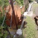 Cuaca Buruk, Drainase di Simpang Kota Piring Ambruk