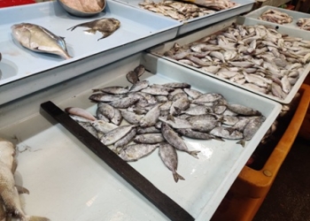 Dipercaya Membawa Hoki, Ikan Dingkis Bertelur Jadi Komoditas Paling Dicari Saat Imlek