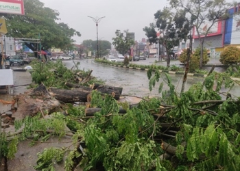 Hujan Lebat dan Angin Kencang, Pohon Besar Tumbang di Batu 9