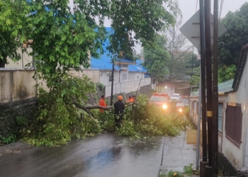 Cuaca Buruk, Pohon Tumbang Kembali Terjadi di Jalan Sidorejo