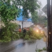 Cuaca Buruk, Pohon Tumbang Kembali Terjadi di Jalan Sidorejo